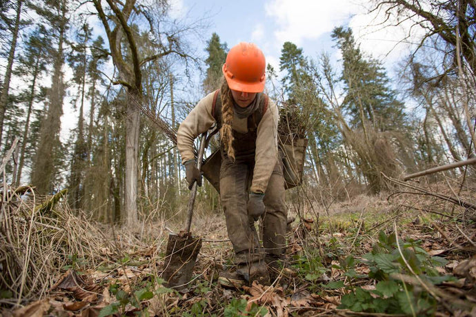 Projets de reforestation pour inverser le changement climatique