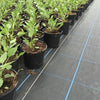 Ground cover geotextile for preventing weed growth